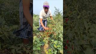 Red Chilli Harvest Begins – From Plant to Dry Spice ️ #shorts