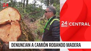 Indignante: denuncian tala ilegal en santuario natural