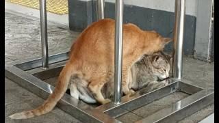 Cats mating ,  Feline Fiesta Cats mating on the streets youtube