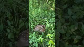 Buckeye Land Sales- Ohio Land Sales.  Out on a property in Muskingum County Ohio and found a fawn!