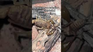 Androctonus Australis - (Yellow fat-tailed scorpion)