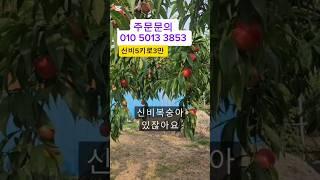 "신비복숭아 특가! 집에서 직접 수확한 신선함을 확인하세요!"#신비복숭아 #천도복숭아 #천도복숭아 #복숭아 #제철과일