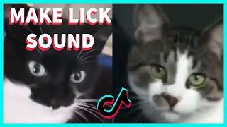 CATS REACTION TO THE MAKING SOUND OF LICKING WHEN THEY LICK THEMSELVES COMPILATION