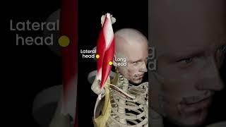 The Triceps in 3D #strengthtraining #anatomy #shorts