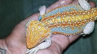 Blue Bearded dragon!