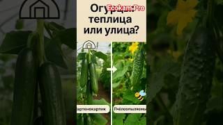 "Огурцы для теплицы или открытого грунта — в чём разница?"  #Огород #Сорта #Огурцы