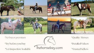 HORSES FOR SALE ON THEHORSEBAY.COM