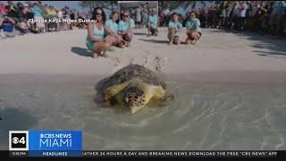 Loggerhead sea turtle released back into the ocean