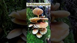 5 Wild Mushrooms to Avoid while Foraging! (One’s Psychoactive!) ️ #shorts #mushroom #foraging