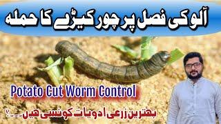 How To Control Potato Cut Worm || Choor Kera || چور کیڑا || Agrarian Amin Lodhi