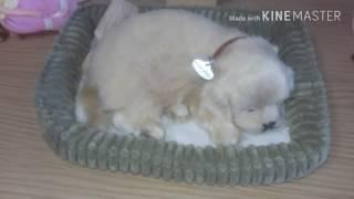 잠탱이 골든리트리버 소갱