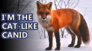 Fox facts: the quick, sly fox | Animal Fact Files