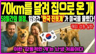 [해외감동사연] 58일간 70km를 달려온 한국 진돗개, 미국을 울리다
