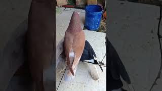 #2025#lapakmerpati#kiosmerpati#kiosburungtermurah#merpati#pecintamerpati#hargamerpati#merpatikolong
