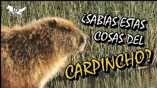 Algunos datos que no sabías del CARPINCHO - CAPIBARA‼️