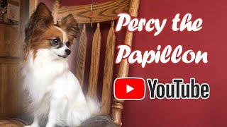 Percy the Papillon Channel Trailer