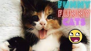 2 HOUR BEST FUNNY CATS COMPILATION 2023 | The Best Funny And Cute Cat Videos 17 ! 