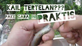 cara mudah melepas kail pancing tertelan ikan lele gabus channa limbata dll