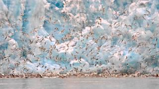 Einojuhani Rautavaara: Concerto for Birds and Orchestra “Cantus Arcticus”, Op. 61