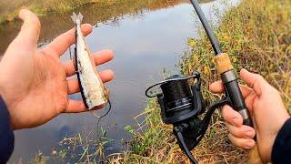 Deadbaiting for Pike! (river fishing)