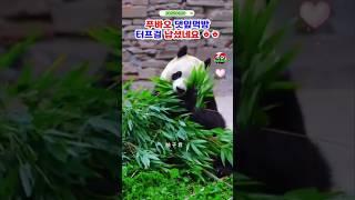 푸바오 완전터프~ 이모 스타일이야 #푸바오실시간 #푸바오근황 #판다월드 #에버랜드 #아이바오 #러바오 #루이바오 #후이바오 #강바오 #송바오