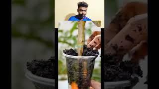 New technique for growing guava plant #guava_grafting #guava #farming #viral #shorts #4facts