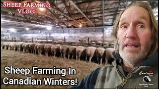 Winter Sheep Farming in Canada: Preparing for Lambing Season