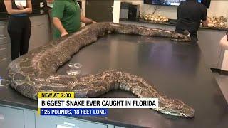 Largest Burmese python in Florida history discovered in the Everglades