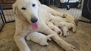 This is the PERFECT litter of Maremma puppies