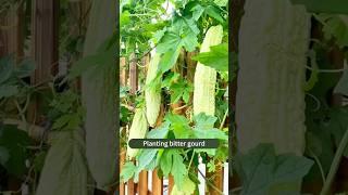 How to Grow Bitter Gourd from Seeds in Containers | Easy Gardening Tips!