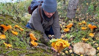 PICK, COOK & EAT! MUSHROOM FORAGING! GIANT CHANTERELLES AND SHEEP POLYPORE! KABUTE! PICKING! FORAGE.