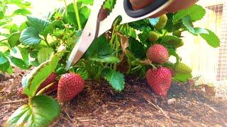 Growing Strawberries at Home - Austin Texas Urban Gardening