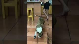 The dog’s first time wearing shoes#dog #doglover #funnypets #funnydog #pet #fyp