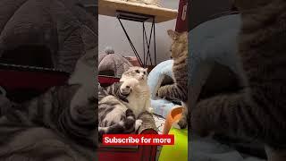 #subscribe #cat #funny #vlogger #spain #shortfeed #shortvideo