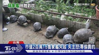 「世上第二大」15隻象龜失竊!警採「便便」核對 嫌才坦承｜TVBS新聞 @TVBSNEWS01