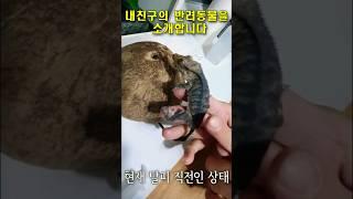 친구의 반려동물 호몽이를 소개합니다! 호랑이 아니구 호몽이! 자기랑 똑닮을걸 키우넹..  ㅎ #반려동물 #도마뱀 #도마뱀키우기 #크레스티드게코 #크레스티드 #애완동물 #럭키록기