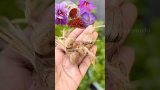 Okka Saffron flower seed ₹3000 Enti Mawa  #కుంకుమపువ్వు