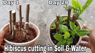 Easiest way to Gow Hibiscus from cutting with 100% Result, Hibiscus cutting in water and soil