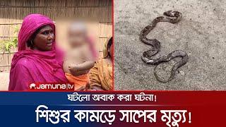 অবাক ঘটনা; শিশুর কামড়ে সাপের বাচ্চার মৃত্যু! | Snake Killer | Child