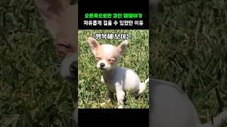 오른쪽으로만 걷던 댕댕이가 자유롭게 걸을 수 있었던 이유
