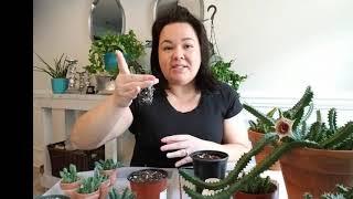 Episode 2// Life Saver Plant! HUERNIA ZEBRINA! Propagation and planting tutorial.