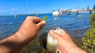 Marina Fishing with Zman 2.5 inch grubz