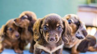 Miniature Dachshund Puppies