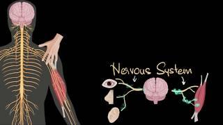 Nervous system (central & peripheral) | Control & Coordination | Biology | Khan Academy