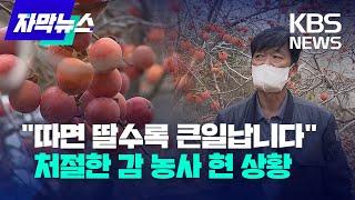 [자막뉴스] 하나 더 따면 하나 손해...처절한 감 농사 상황 / 2022.11.28.