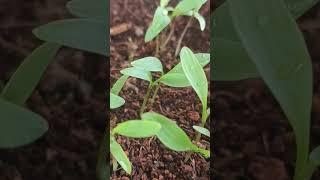 Coriander/ Dhaniyapatta seedlings  one week update