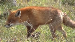 Close up Fox with Silva Fox Whistle