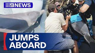 Mayhem unfolds after dolphin jumps into fishing boat | 9 News Australia