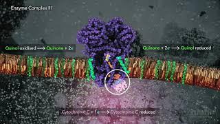 Electron Transport Chain | HHMI BioInteractive Video