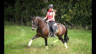 Dressage horse goes hacking! // @millydressage